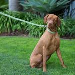 Lupine Dog Leash Eco Moss