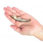 Plato Baltic Sprat 3oz