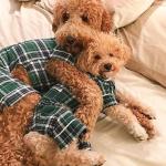 FabDog Flannel PJs Green Size 12