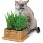 SmartCat Kitty's Garden Cat Grass
