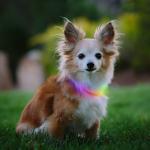 NiteIze NiteHowl Rechargable Mini LED Safety Necklace Disc-O