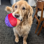 Fluff & Tuff Mini Beach Ball