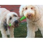 Ruff Dawg The Stick 12"