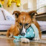 PLAY Yappy Party Hat