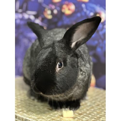 Jack's Hawaiian Bunny Nuggets