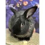 Jack's Hawaiian Bunny Nuggets