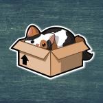 Kitty Hiding In Box Sticker