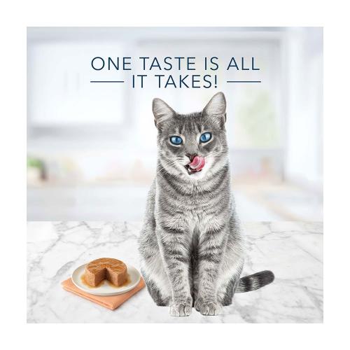 Tasteful Salmon Pate Adult Cat Wet Food 5.5 oz