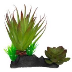 Komodo Succulent Plant