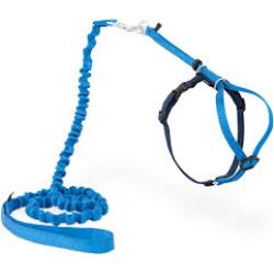 PetSafe Come with Me Kitty Harness and Bungee Leash, Harness for Cats, Medium Royal Blue
