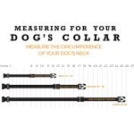 Wolfgang Adjustable Collar Shatter Shapes