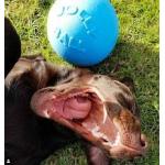 Jolly Pets Bounce-n-Play Dog Toy, Ocean Blue  8"