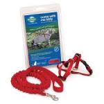 PetSafe Come with Me Kitty Harness and Bungee Leash, Harness for Cats, Smalll Red/Cranberry