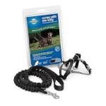 PetSafe Come with Me Kitty Harness and Bungee Leash, Harness for Cats, SM Black/Silver