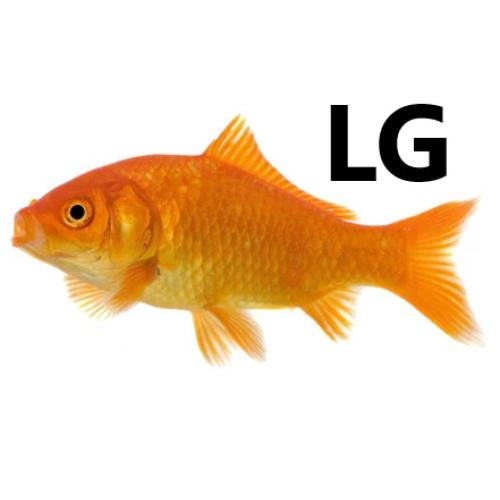 Large Feeder Fish