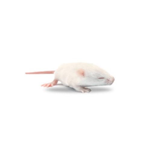 Live Fuzzy/Hopper Feeder Mouse
