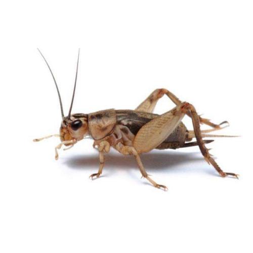 12 Crickets