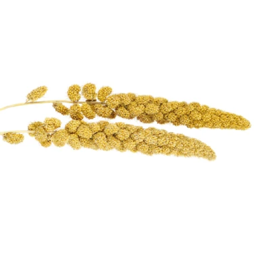 3pc Millet Spray (Bulk)