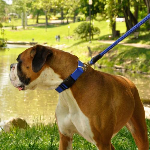 Coastal Dog Collar Adjustable 1" x 18"-26" Orchid
