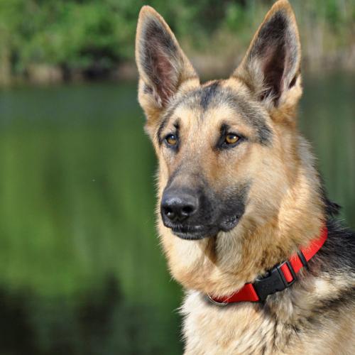 Coastal Dog Collar Adjustable 3/4" x 14"-20" Hunter Green