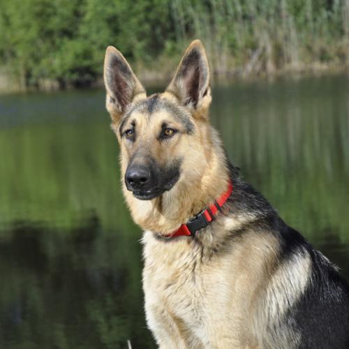 Coastal Dog Collar Adjustable 3/4" x 14"-20" Red