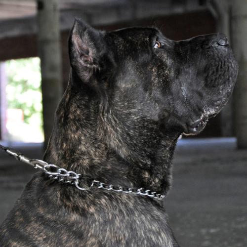 Titan Dog Collar Training Chain 3mm 24"