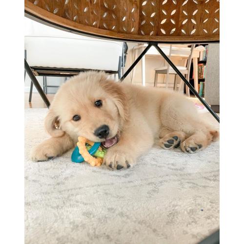 Nylabone Dog Toy Puppy Teething Rings