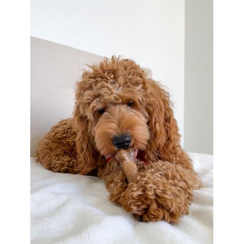 Nylabone Dog Treat Edible Bacon Wolf 2pk