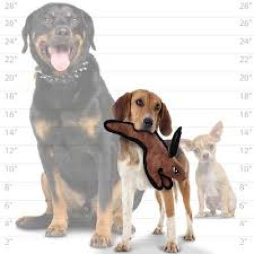 Tuffy Dog Toy Jr Barnyard Rabbit Brown