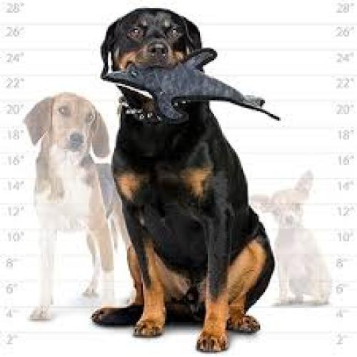 Tuffy Ocean Creature Dolphin