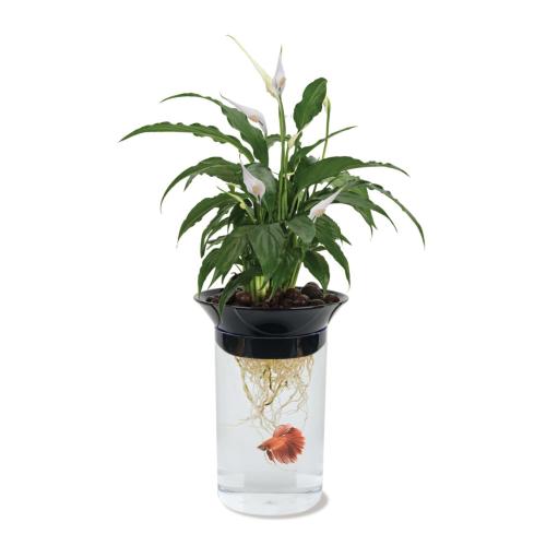 Penn Plax Aqua Ponics Betta Bowl Kit 2L