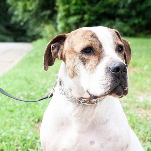 Herm Sprenger Dog Prong Training Collar 3mm x 18"