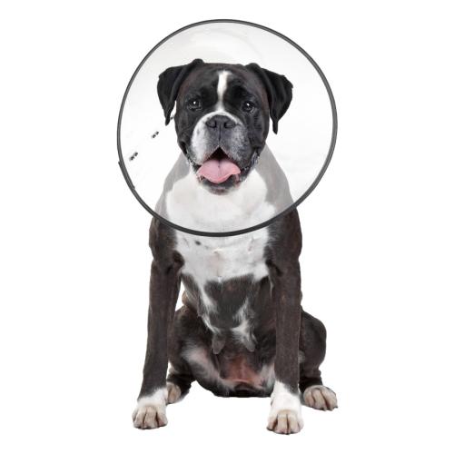 ZenPet E-Clear Plastic Recovery Collar XLarge