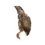 Savage Cat/Dog Frozen Whole Prey Quail 2pk