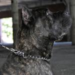 Titan Dog Collar Training Chain 3mm 24"