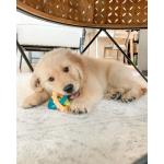 Nylabone Dog Toy Puppy Teething Rings
