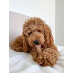 Nylabone Dog Treat Edible Bacon Wolf 2pk