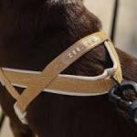 ZeeDog Naturals SofterWalk Anti-Pull Harness Dune Large
