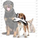 Tuffy Jr Barnyard Rabbit White