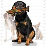 Tuffy Ocean Creature Tiger Shark