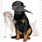 Tuffy Ocean Creature Dolphin