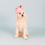 Pet Shop Dog Toy Nailed It