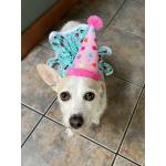 The Worthy Dog Toy Birthday Party Hat Pink Large