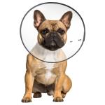 ZenPet E-Clear Plastic Recovery Collar Medium