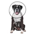 ZenPet E-Clear Plastic Recovery Collar XLarge