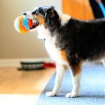 Chuckit! Dog Toy Indoor Ball
