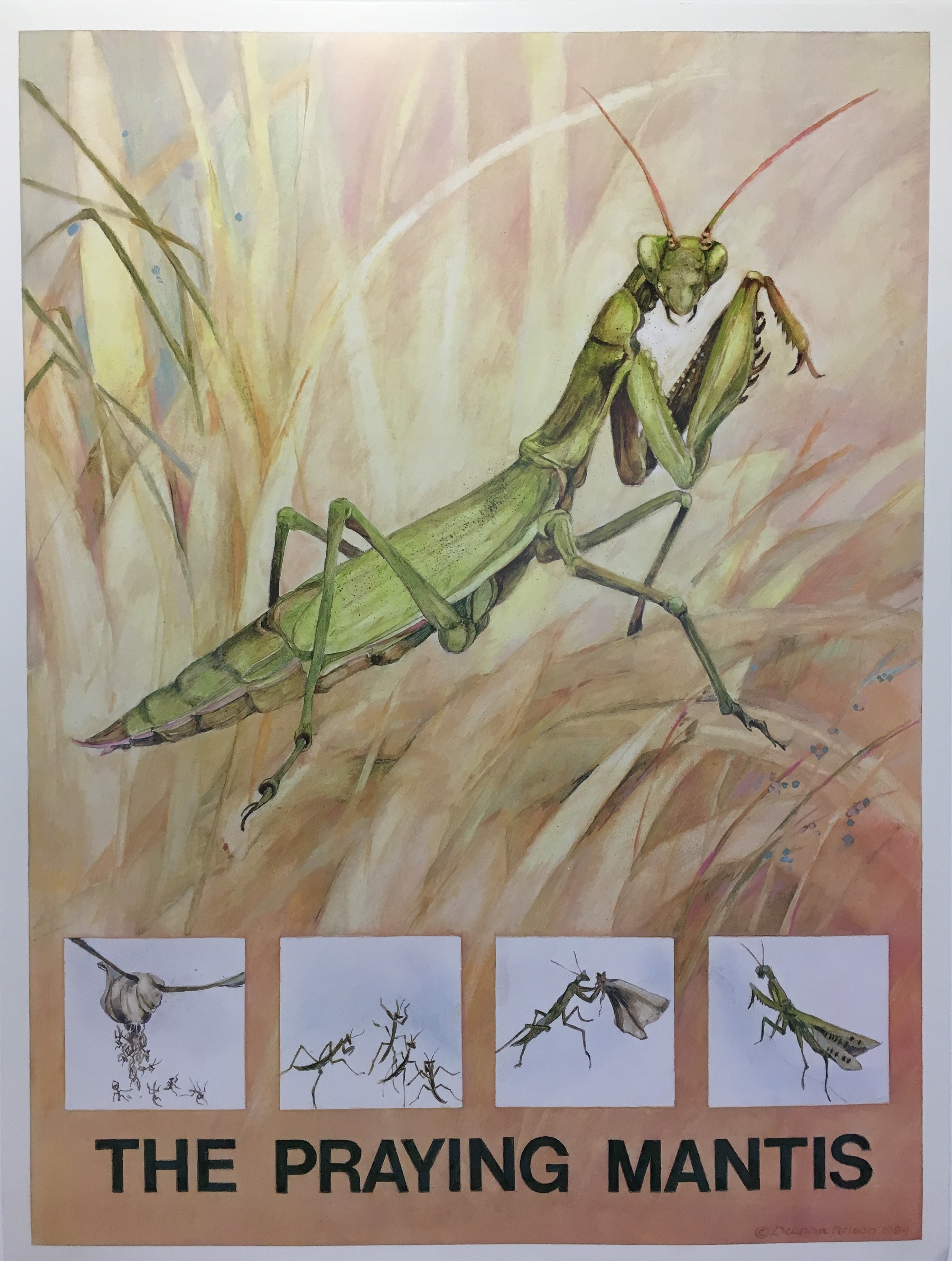 The Minibeasts (book 2) Praying Mantis.