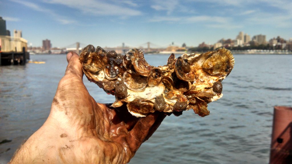 Photo: New York’s Billion Oyster Project.