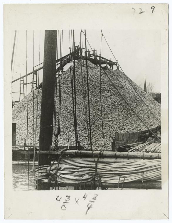 Oyster shells for oyster "farming"