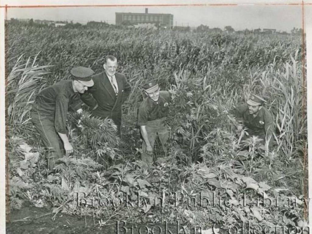 Weed grew all over Brooklyn